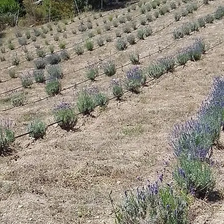 Séjour à la campagne Su Niberalzu Monti