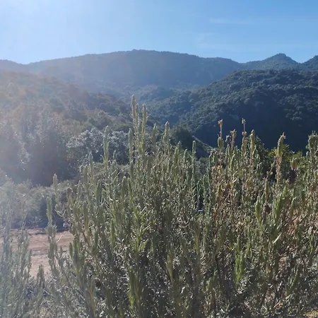Su Niberalzu Monti