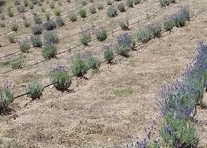 Gospodarstwo wiejskie Su Niberalzu Monti